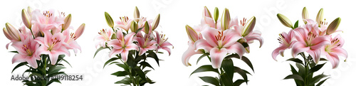 Pink lilies arranged beautifully on a white isolated background.