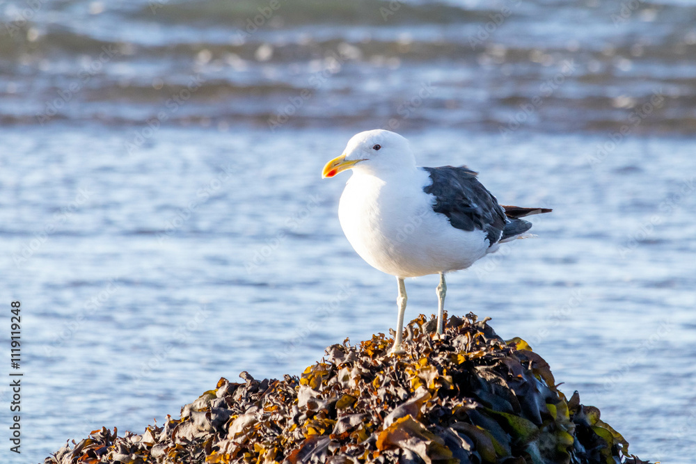 seagull on the beach seagull on the beach