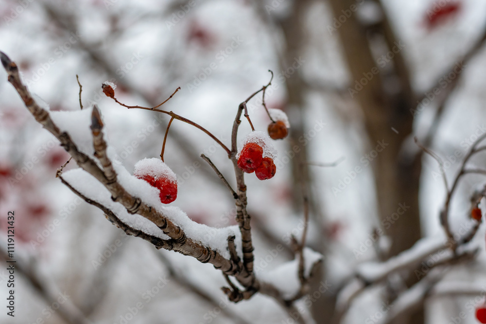 Red berries in snow on a branch. Winter concept. High quality photo. Red berries in snow on a branch. Winter concept. High quality photo.