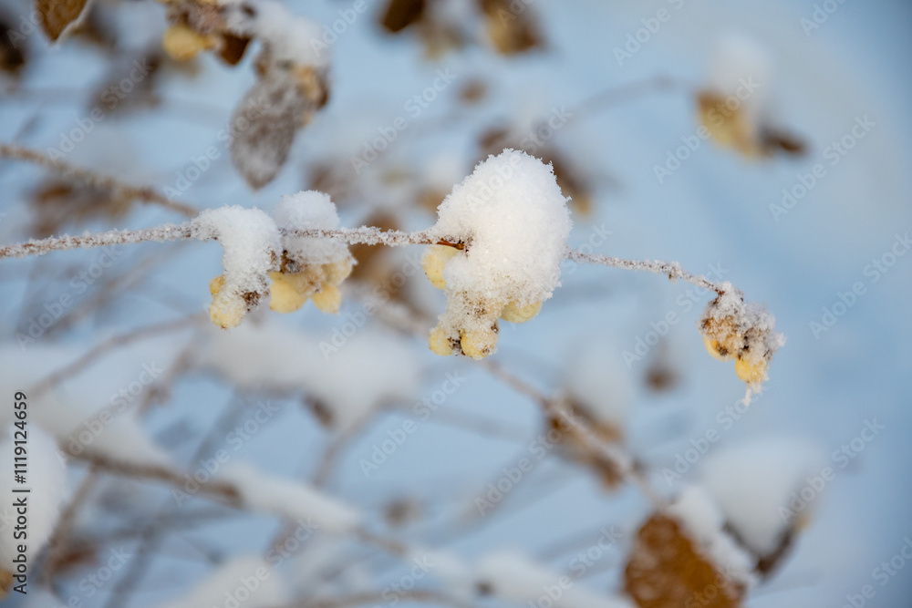 White berries in snow on a branch. Winter concept. High quality photo. White berries in snow on a branch. Winter concept. High quality photo.