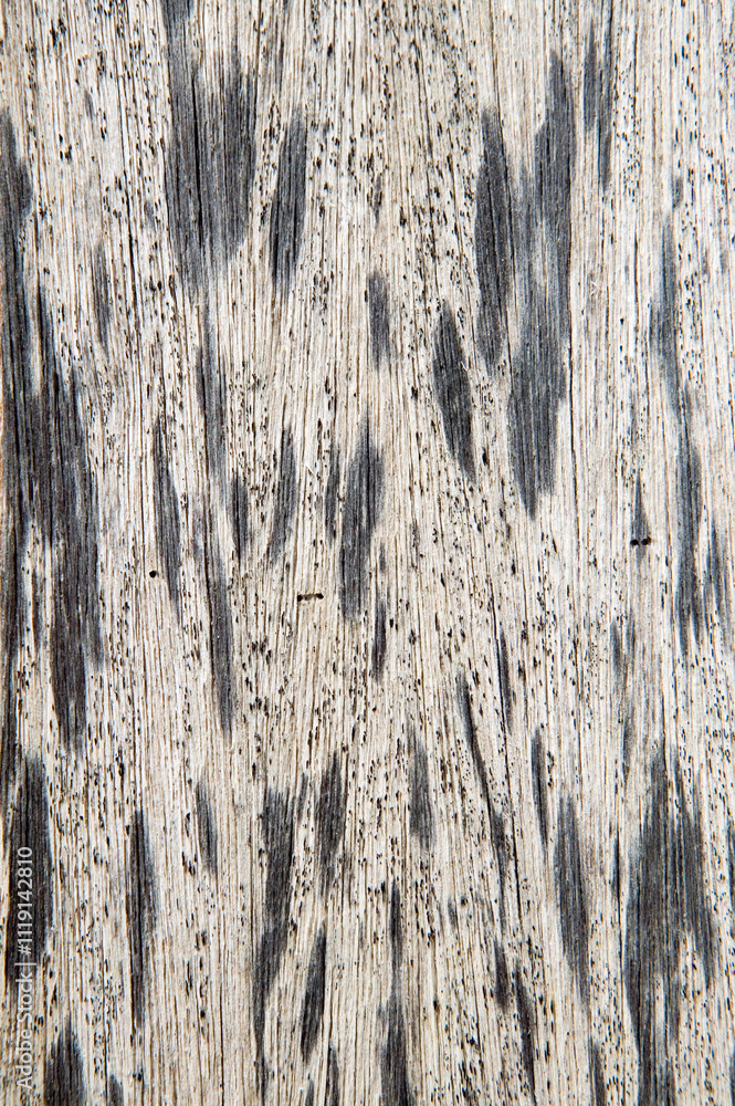 Obraz premium Natural Wood Texture Background