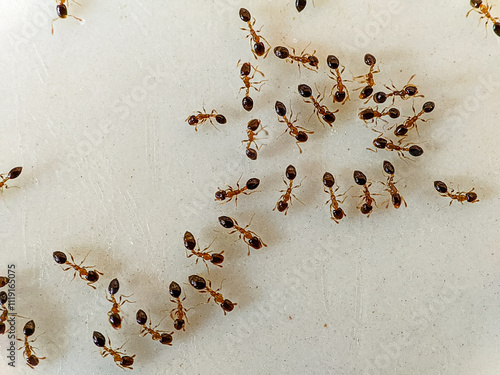 Close-Up of Ants on a Surface. photo