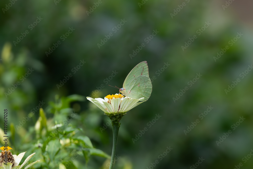 Butterfly on a red flower in the garden with green background Butterfly on a red flower in the garden with green background
