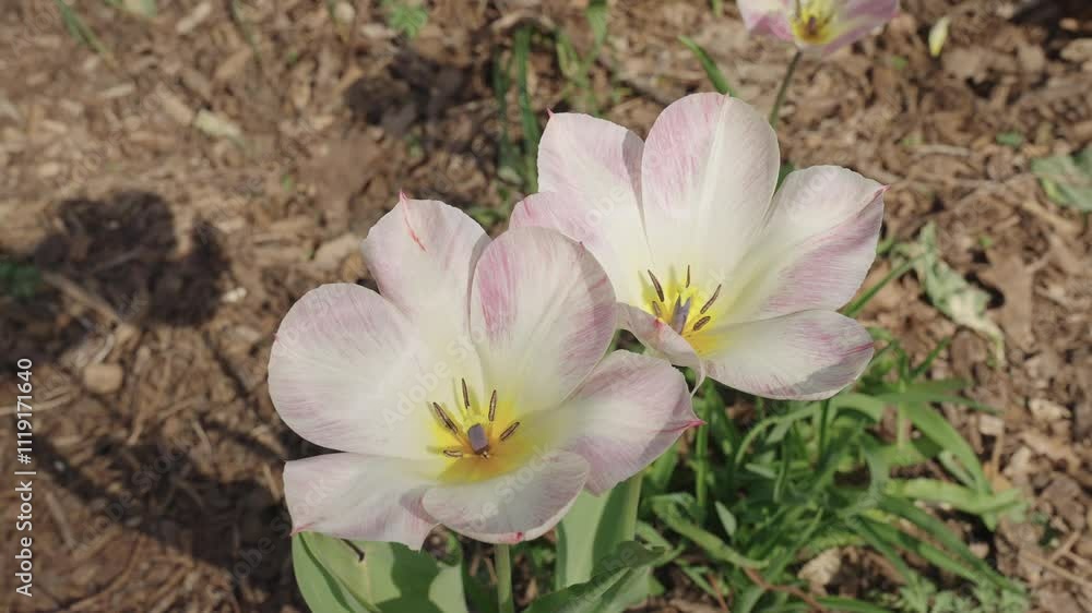 Beautiful spring tulip flower on flowerbed. Tulip flower in spring bloom. Spring nature. Tulip with blooming flower. Blossom spring season. Flowering nature. Tulip flower. Flowering garden Beautiful spring tulip flower on flowerbed. Tulip flower in spring bloom. Spring nature. Tulip with blooming flower. Blossom spring season. Flowering nature. Tulip flower. Flowering garden