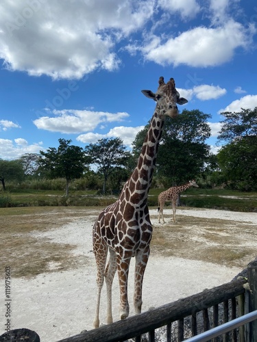Photography Giraffe