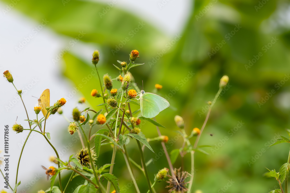 Butterfly on a red flower in the garden with green background Butterfly on a red flower in the garden with green background