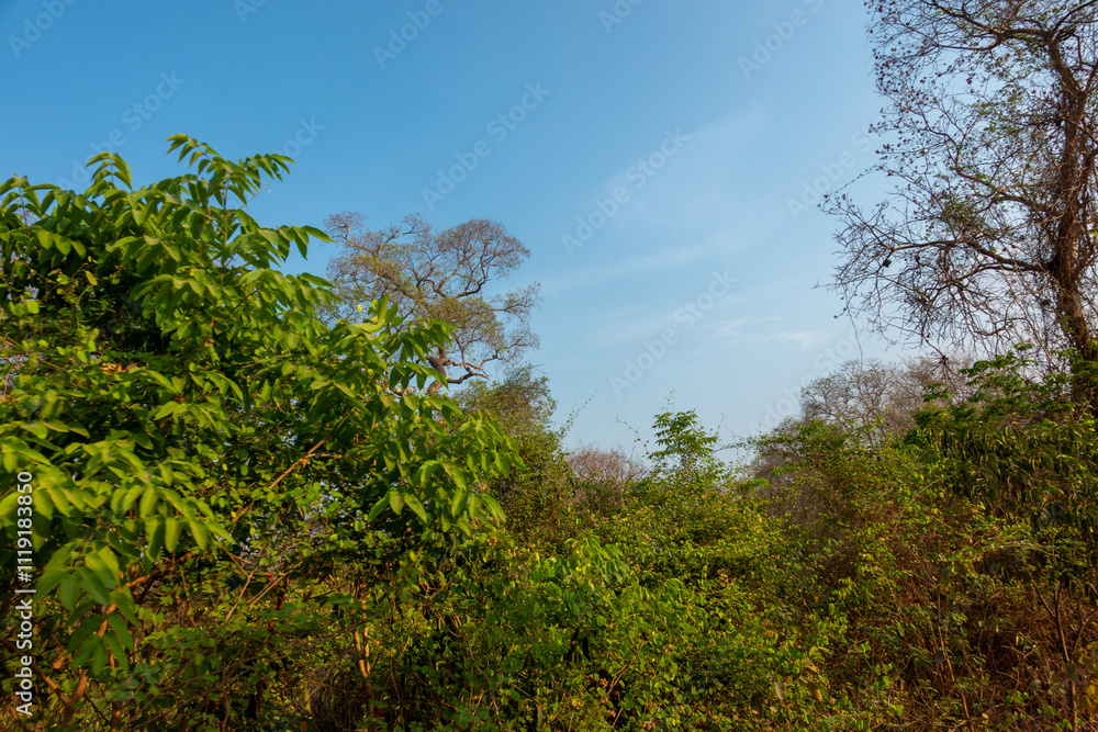 Dense green tree foliage under blue sky for nature Dense green tree foliage under blue sky for nature