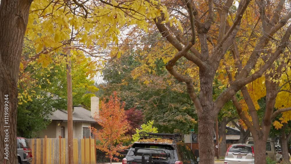 Static shot of leaves falling on a treelined historic neighborhood street. Static shot of leaves falling on a treelined historic neighborhood street.