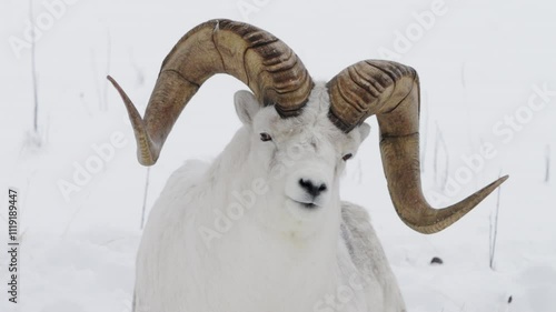 Horned Dall Sheep Or Thinhorn Sheep With Snowscape Background. Close-up Shot photo