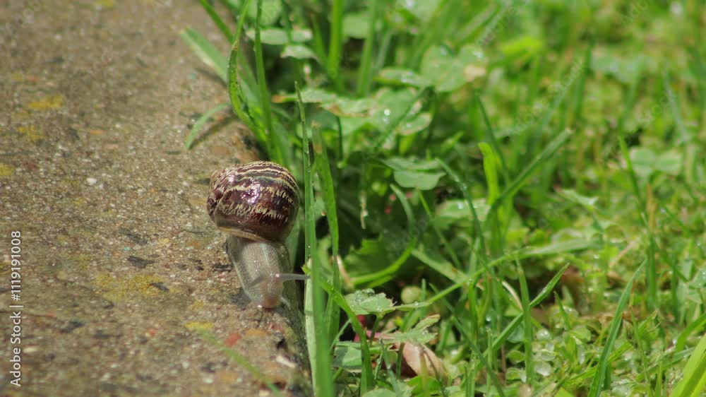 Snail Close Up Moving Along Wet Stone Pathway Next To Grass Sunny Daytime Australia, Victoria, Gippsland, Maffra Snail Close Up Moving Along Wet Stone Pathway Next To Grass Sunny Daytime Australia, Victoria, Gippsland, Maffra