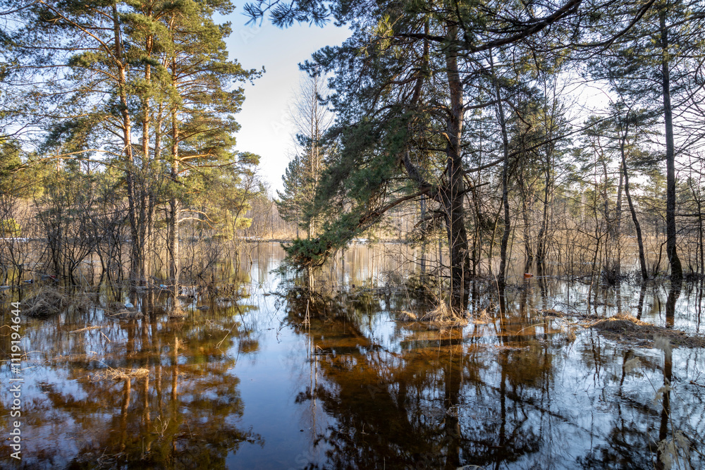 Forest with a body of water in the foreground Forest with a body of water in the foreground
