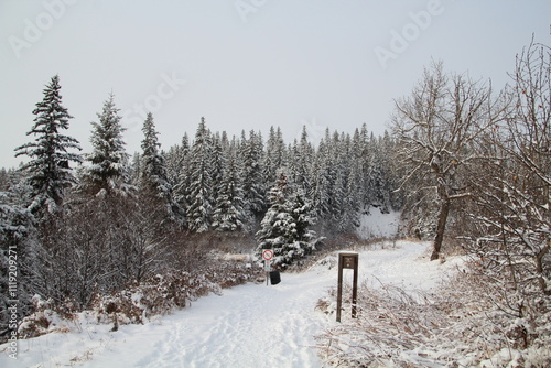 winter in the woods