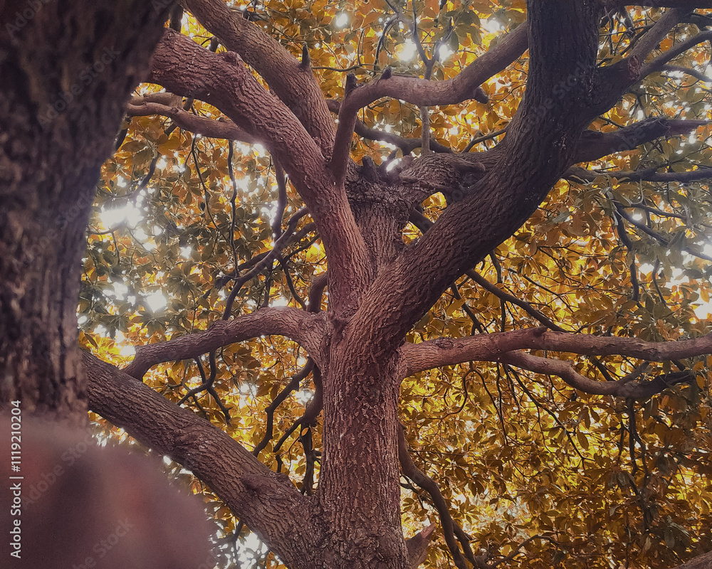tree branches with golden leavs in autumn tree branches with golden leavs in autumn