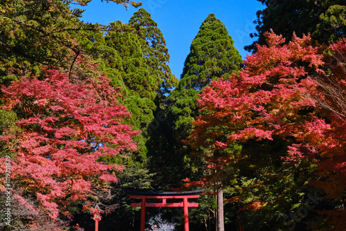 真っ赤な紅葉と霧島神宮の鳥居