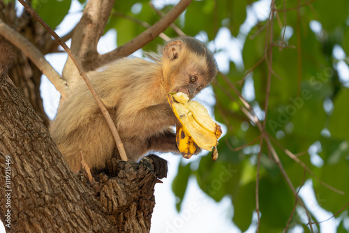 Photography Capuchin monkey in tree eating banana