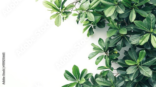 Tropical tree branches with leaves isolated on a white background creating a lush green foliage backdrop and providing room for copy space