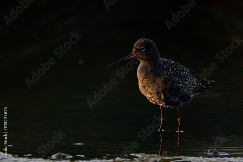 Dunkelwasserläufer // Spotted redshank (Tringa erythropus) photo