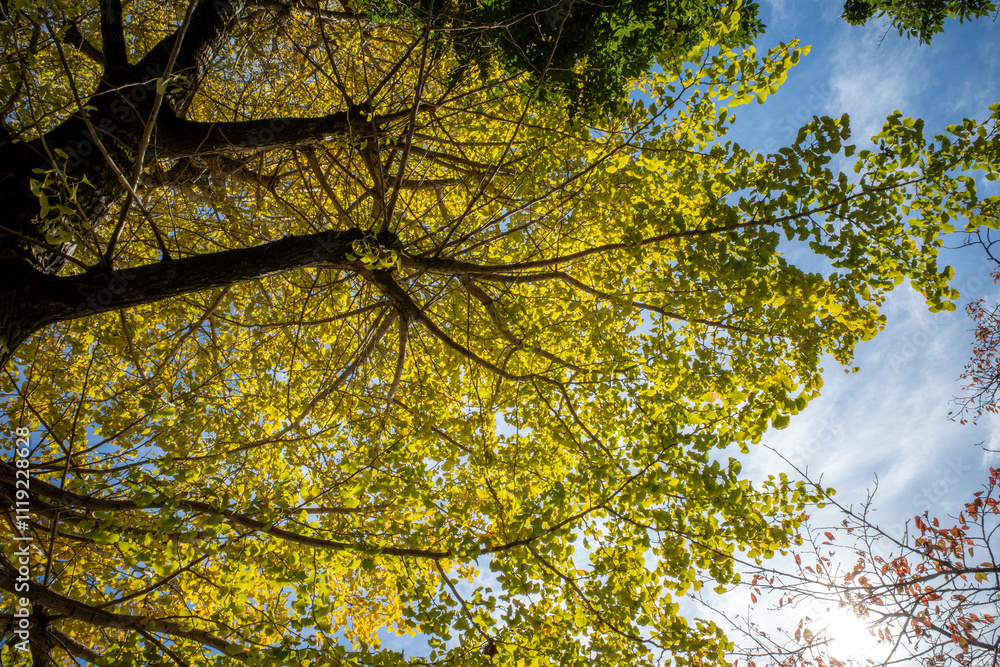 Fototapeta premium 秋の空に色づき始めたイチョウの葉