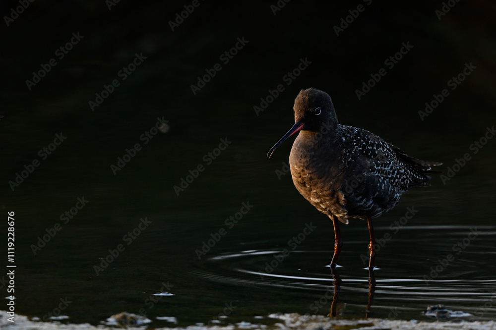 Dunkelwasserläufer // Spotted redshank (Tringa erythropus)