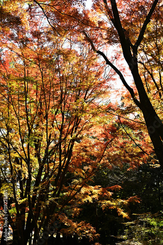 オレンジ色に染まる紅葉の木