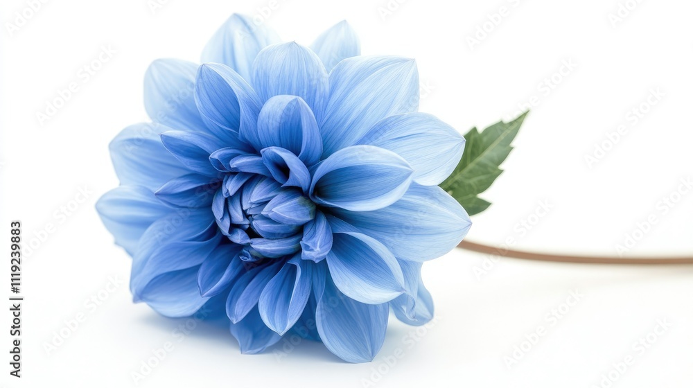 Obraz premium Side view of a single blue dahlia flower, showing petal layers and natural curves on a white background.