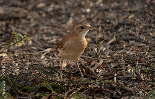 Rufous hornero on ground