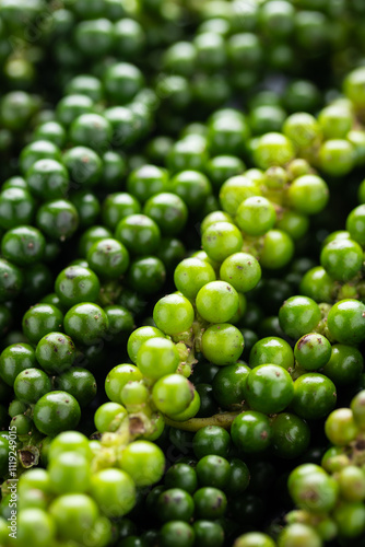 Heap of Fresh Green Young Peppercorns. Close-up