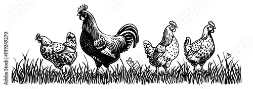 rooster hen chicken engraving black and white outline