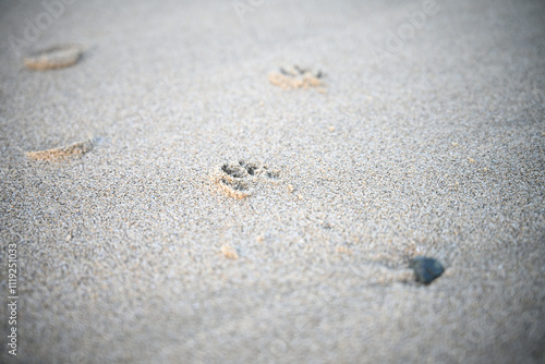 footprints
