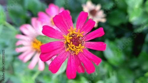 Flowers are blooming in the forest.