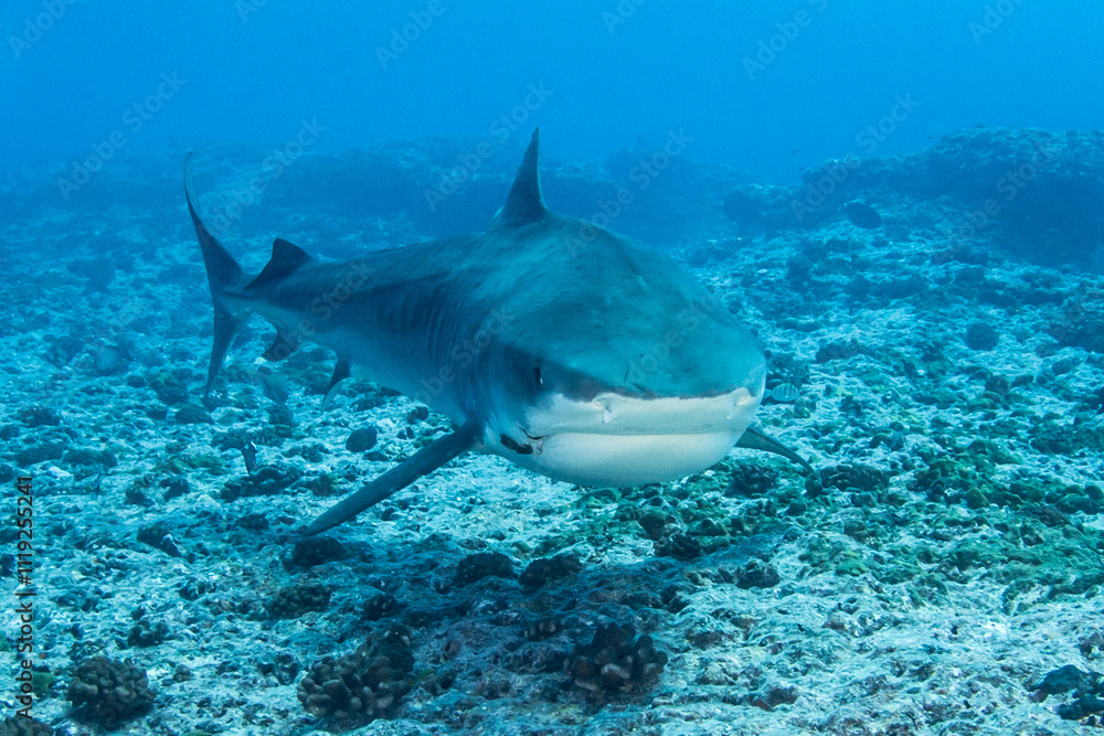 Naklejka premium Tiger shark, French Polynesia