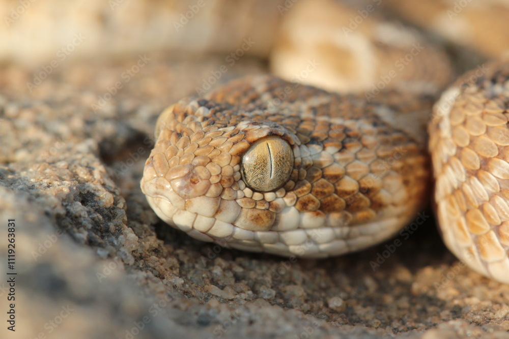 close up of a snake