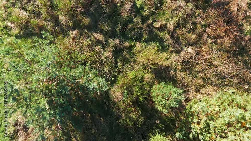 An aerial view of a green pine tree surrounded by dry grass and undergrowth. The interplay of sunlight and shadows creates a textured, serene wilderness scene An aerial view of a green pine tree surrounded by dry grass and undergrowth. The interplay of sunlight and shadows creates a textured, serene wilderness scene