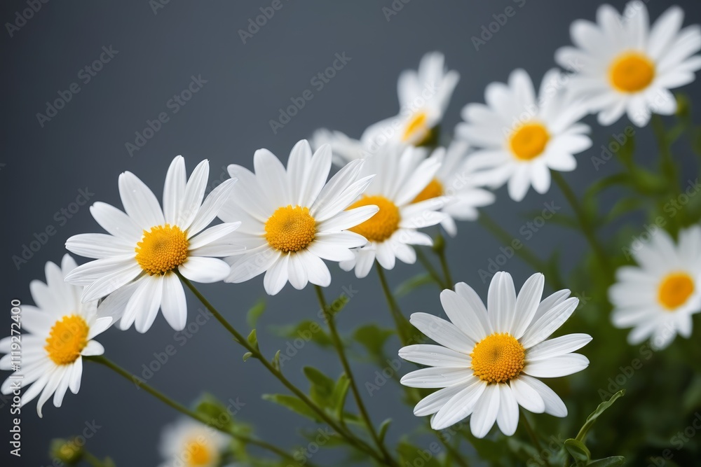 there are many white flowers with yellow centers in a vase there are many white flowers with yellow centers in a vase