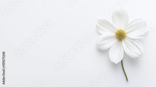Single white flower on white background; copy space.