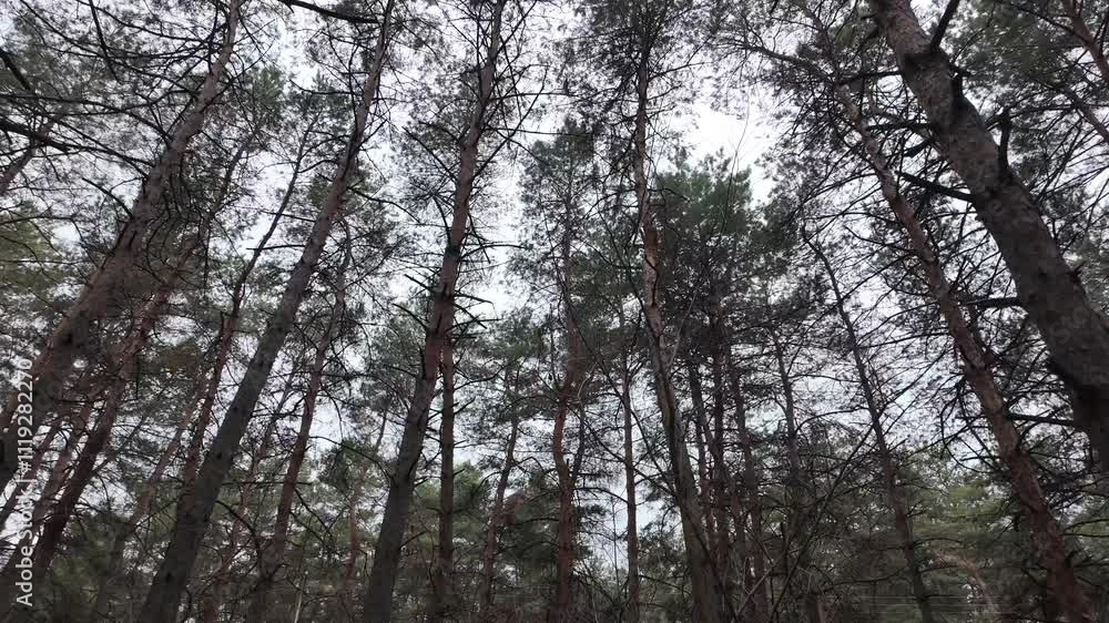 forest video slow motion. tree branches and pine trees slow motion video. smooth video of a walk in the forest. forest video slow motion. tree branches and pine trees slow motion video. smooth video of a walk in the forest.