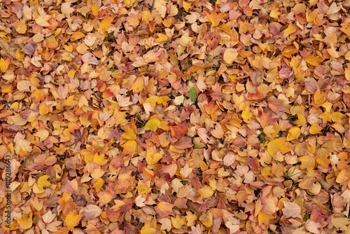 Autumn foliage fallen leaves