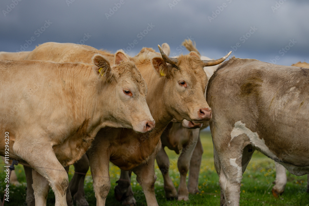 Dairy cows. Cow at meadow. Cattle in grass field. Cow in grassy pasture. Cow pasture outdoor. Cows graze on summer meadow. Rural landscapes with cows. Cows in pasture. Cattle cow grazing on farmland. Dairy cows. Cow at meadow. Cattle in grass field. Cow in grassy pasture. Cow pasture outdoor. Cows graze on summer meadow. Rural landscapes with cows. Cows in pasture. Cattle cow grazing on farmland.