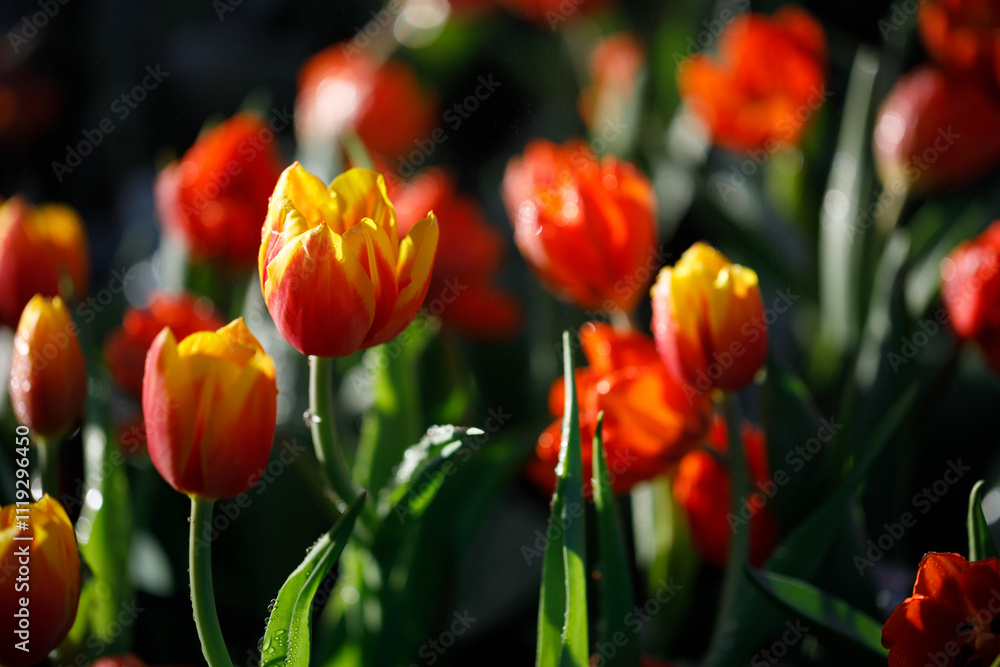 colorful tulips flowering in the garden. colorful tulips flowering in the garden.