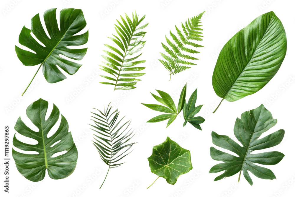Tropical plant leaves in a minimalist arrangement,isolated on transparent and white background.PNG image Tropical plant leaves in a minimalist arrangement,isolated on transparent and white background.PNG image