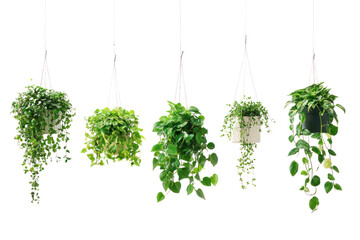 Hanging plants in pots, bringing life to balconies and small apartments  isolated on transparent and white background.PNG image	