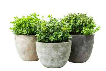 Large garden pots with outdoor plants, adding greenery to patios and terraces isolated on transparent and white background.PNG image	