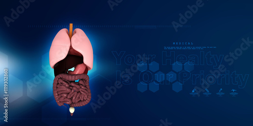 

3d illustration human digestive system photo