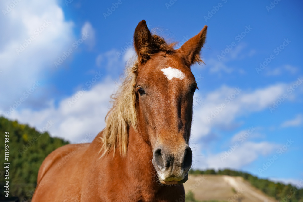 Portrait of a brown horse standing in a sunny meadow with clear blue sky on a bright afternoon Portrait of a brown horse standing in a sunny meadow with clear blue sky on a bright afternoon