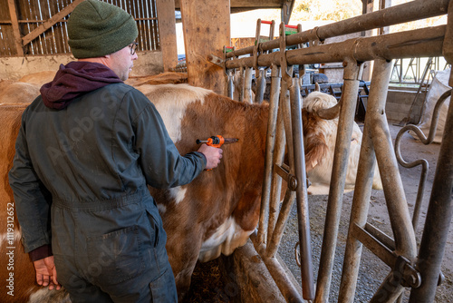 Campagne de vaccination contre la FCO (fièvre catarrhale bovine). Eleveur en train de vacciner une vache simmental avec le vaccin de la marque Bluevac (bovins). Pistolet de vaccination. Novembre 2024 photo