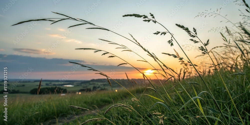 Fototapeta premium Serene Sunset Over Rolling Fields, Tall Grass Silhouetted Against the Golden Hour Sky