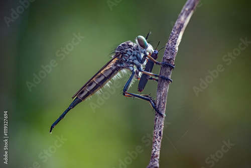 Closeup of robber fly with prey 