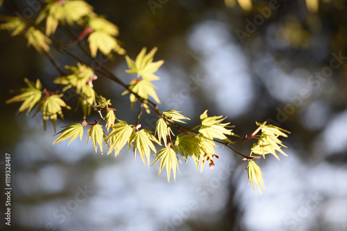 maple