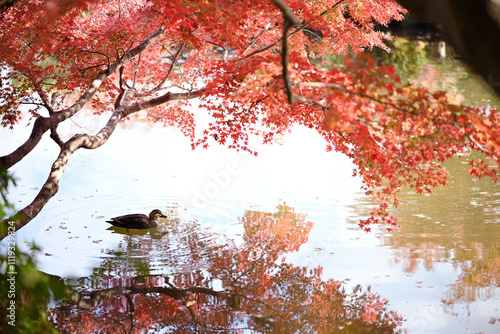 autumn leaves