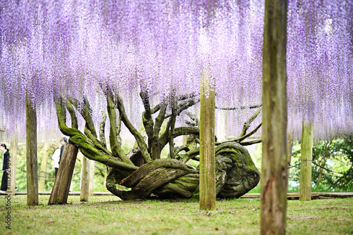 wisteria curtain